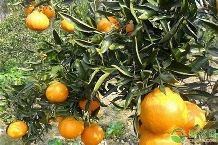 耙耙柑花芽分化上啥肥;耙耙柑全年施肥要点