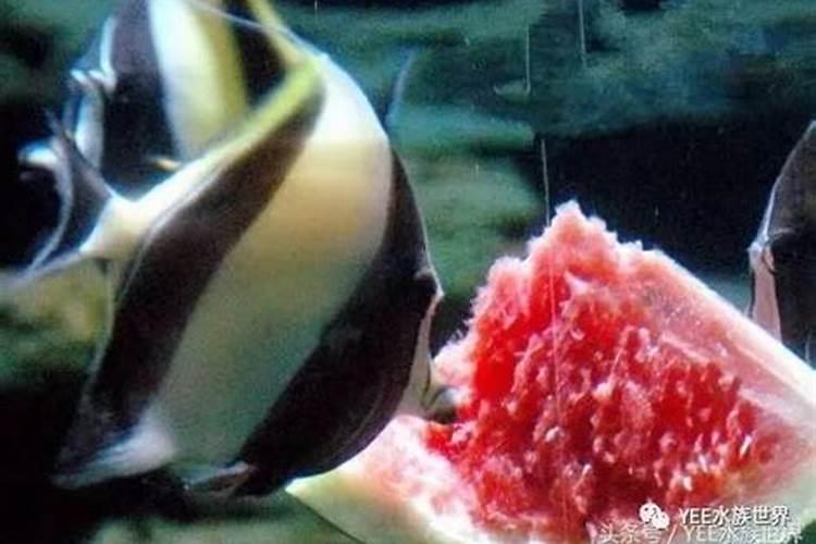 霉烂桔子 能做肥料吗？