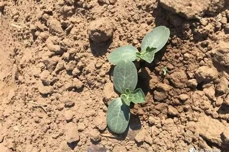 谷壳怎样发酵做肥料