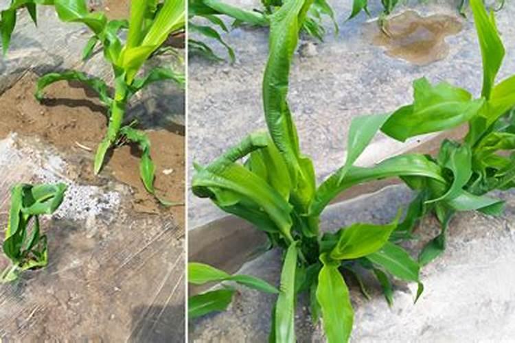 苹果树能用矿源黄腐酸钾吗？