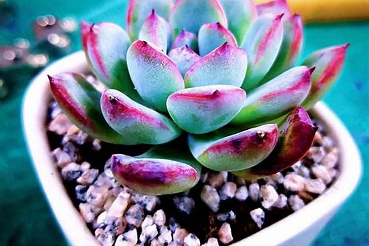 兰花使用什么杀菌药根不烂叶更绿