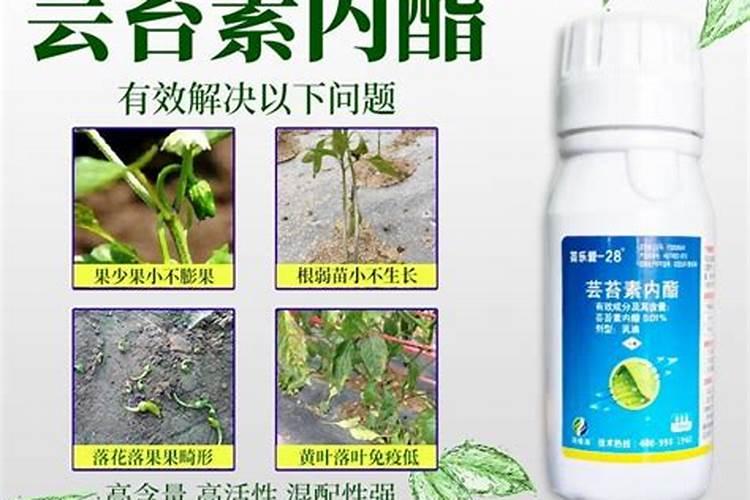 我家葡萄叶给高温烧了怎么办啊!