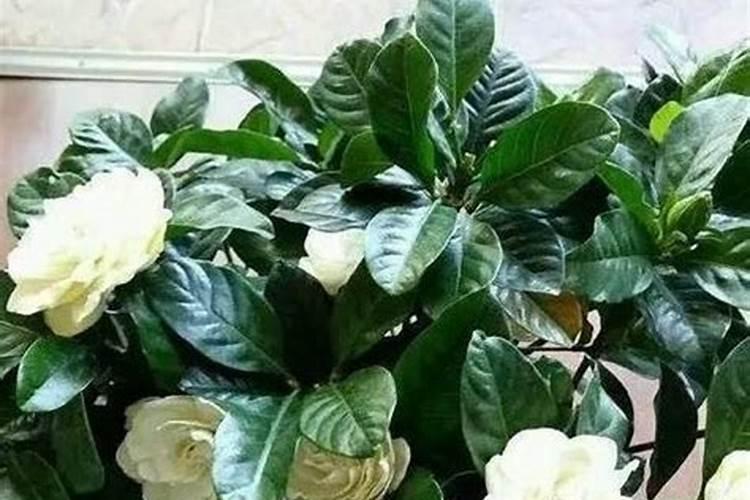 四季栀子花冬季怎样施肥