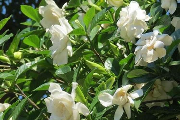 栀子花多久施肥一次