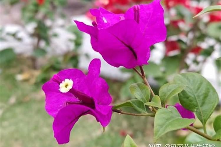 马铃薯根茎块膨大素哪种好？马铃薯促花保果根茎块膨大素？