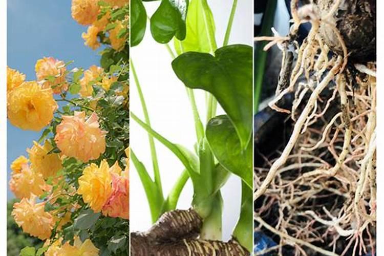 氮肥多久施一次