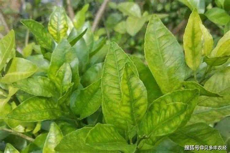 附子意思和来源是什么