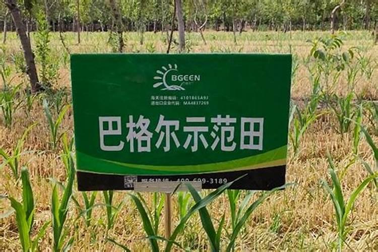 微量元素肥的主要作用和功能(微量元素肥料是指哪些)