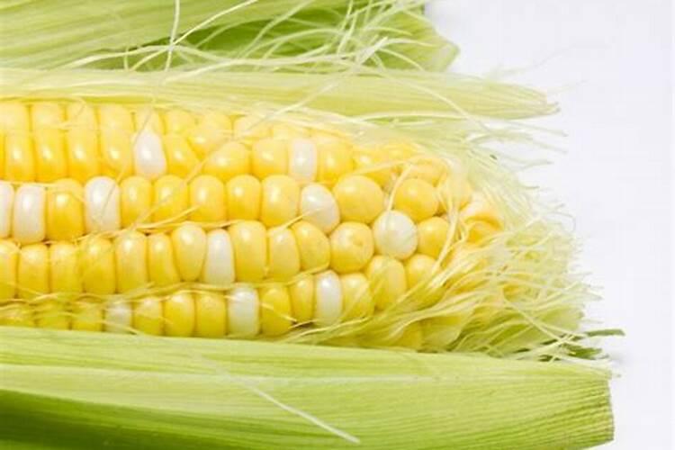 滴灌玉米什么时期停肥最好