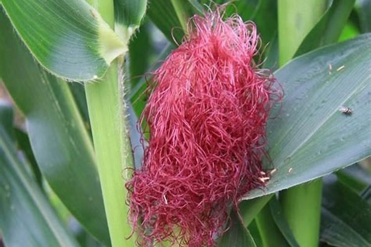 玉米红须授粉好还是白须授粉好