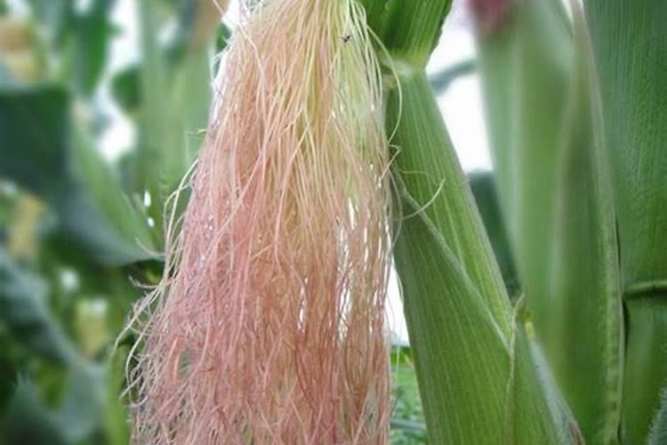 玉米苗期的叶片发红是怎么回事？应该如何应对发红情况？