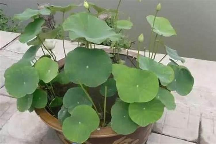 羊粪做叶面肥的配方