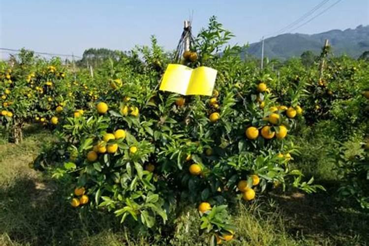 柑橘转色很慢,应该用什么方式能够使柑橘转色快一点？