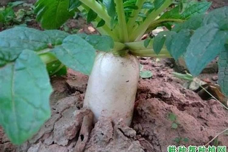 种植水萝卜在果实的膨大期,使用肥料时都该注意哪些？