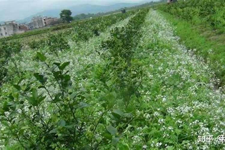 在白萝卜基肥使用上,该掌握哪些使用要领？