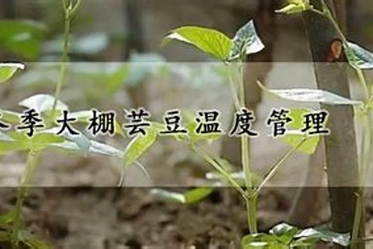 芸豆叶子怎么了,用什么药