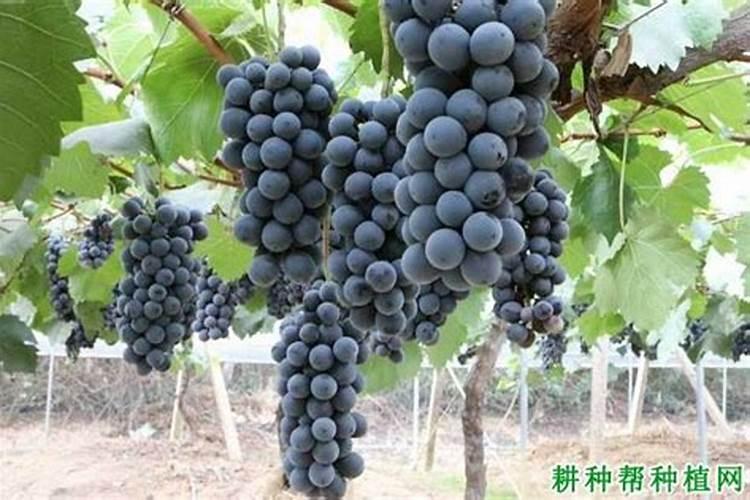 葡萄施肥用什么肥料最好