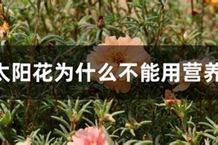 玫瑰花树施的氮肥是什么名称？