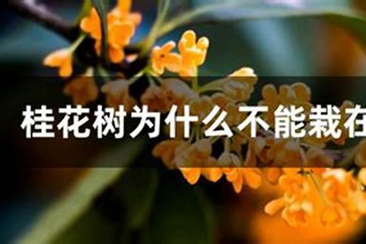 玫瑰施肥用什么肥料让花开得大 详解玫瑰花施肥方案