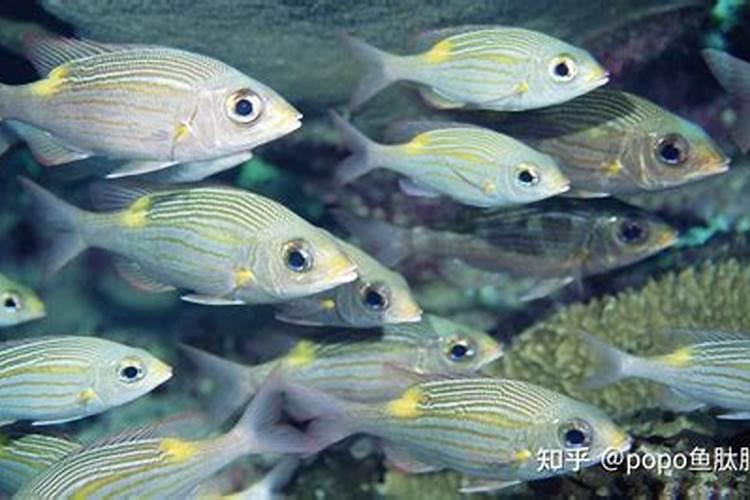 为什么夏天种植辣椒要补硼？硼有什么用？