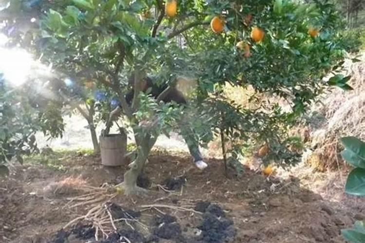 小麦行距多宽比较合适,一亩地用多少化肥