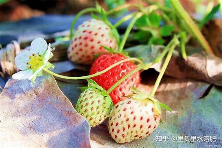 茶叶叶面肥催芽肥的正确使用,茶叶叶面肥施尿素好不好