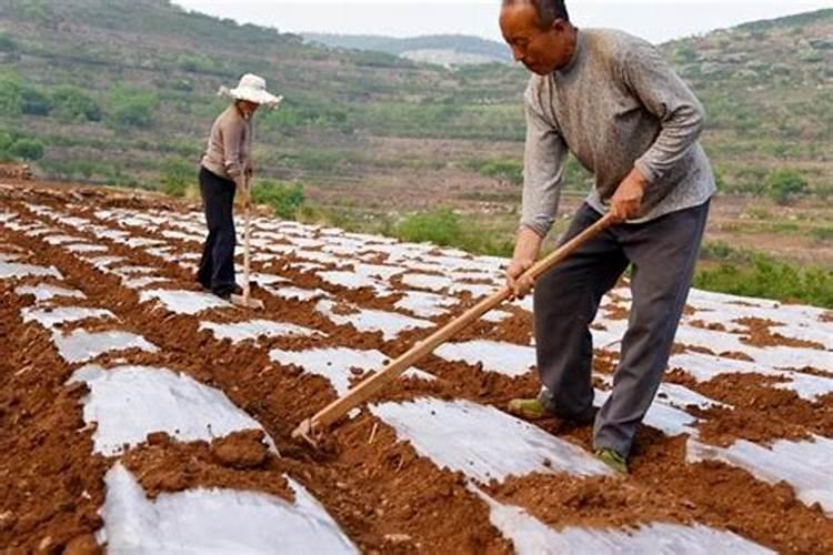 莴苣定植成活后要蹲苗吗？