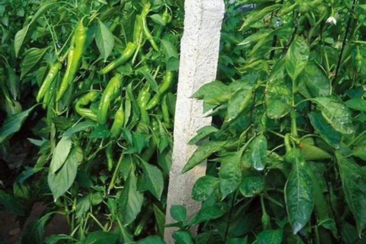 小米椒种植方法与技术