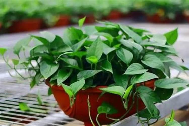 10种懒人菜,阳台和菜园都能种,不招虫不施肥,浇水就能长