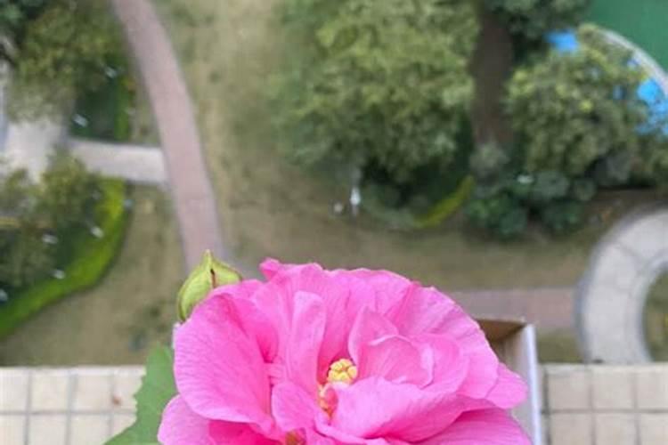 新栽茶花多久才施肥 新种茶花需要多久施肥