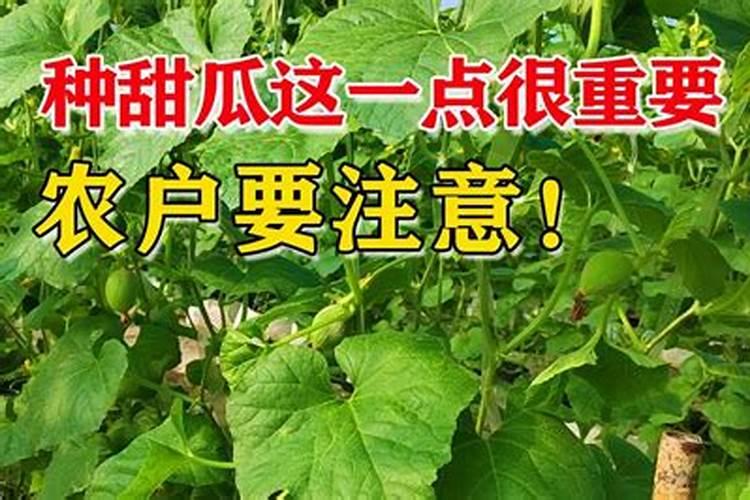 久久草莓钙肥要上多了会怎样？