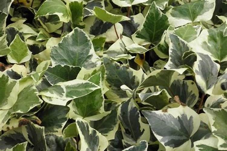 茄子需要什么肥料