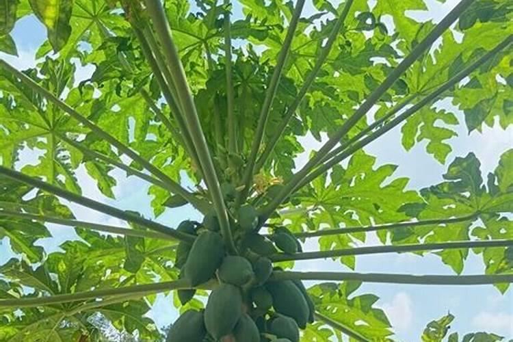 石榴浇什么肥料合适