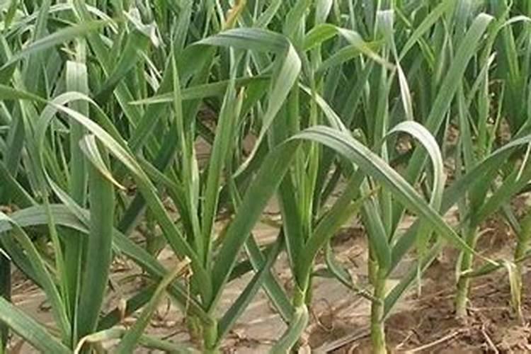 如何利用沼肥种植甘蔗？