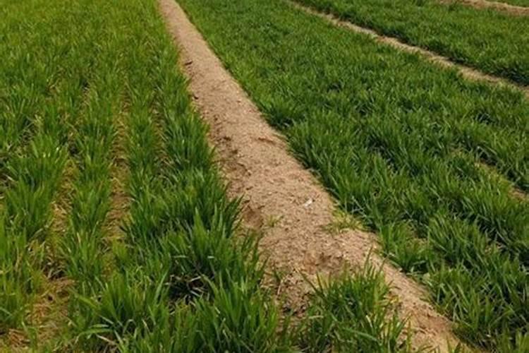 北方种植甘蔗用什么肥料好