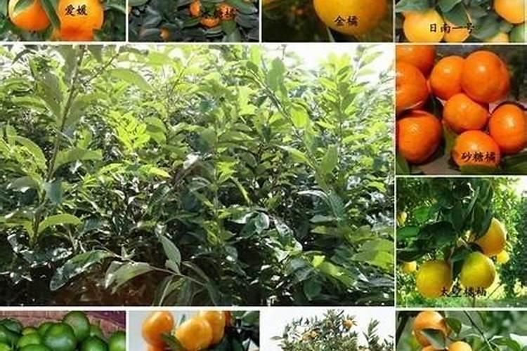 大豆盛花期能打甲霜恶霉灵吗？