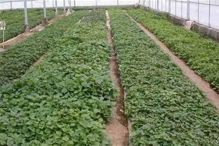 栽种红薯需要用底肥吗？底肥该如何选择？