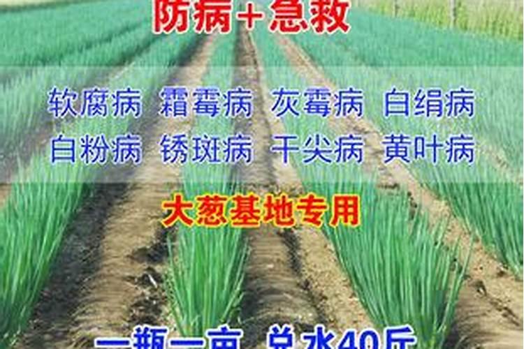 甜瓜如何施肥 甜瓜施肥的时间和方法