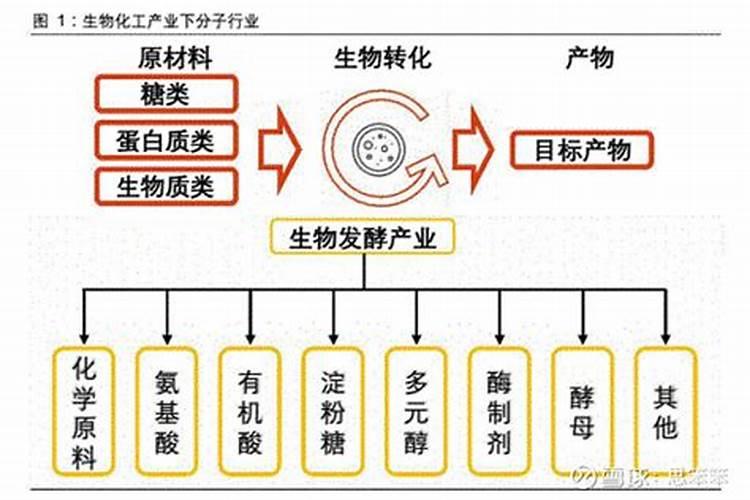 君子兰怎么浇水