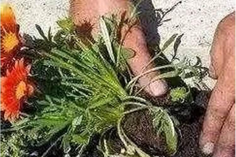太阳花如何养护爆盆