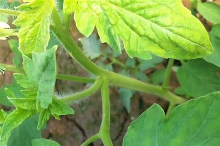 氮磷钾对植物生长有什么作用？缺乏时,表现什么症状