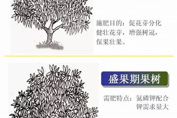 茶叶的用肥方法