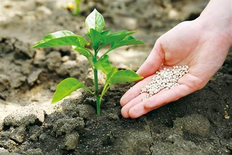 2025年7月21号钾肥价格