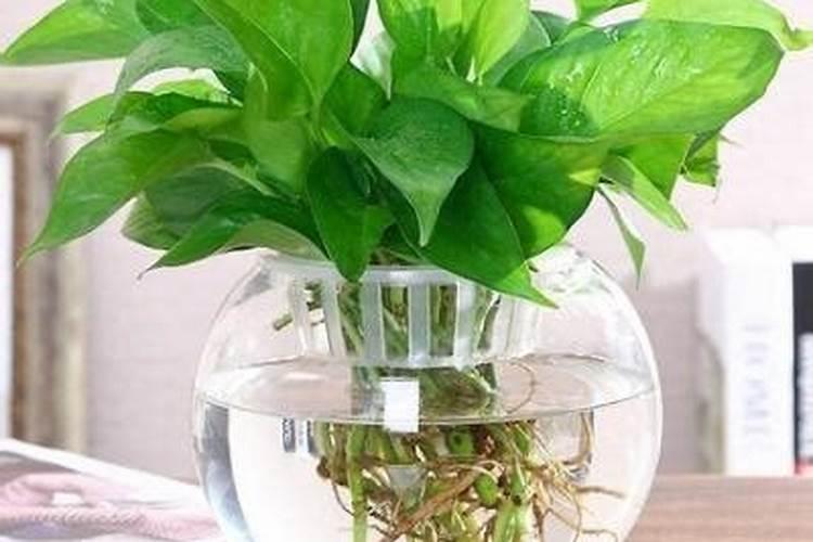 水培绿萝用什么肥料最好
