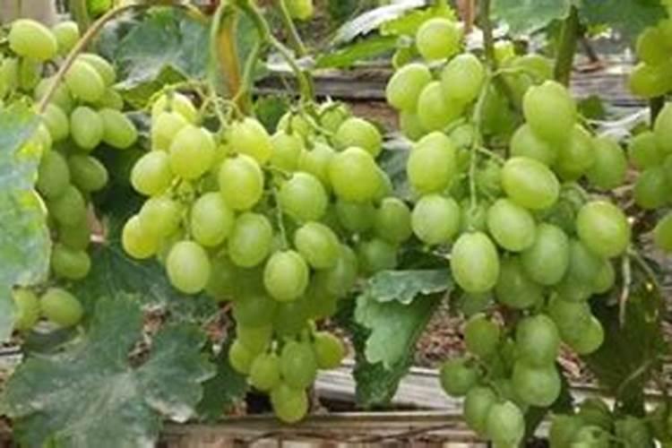 是米兰好养还是茉莉花好养？