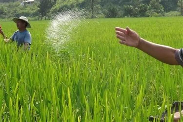 水稻钾肥什么时候施