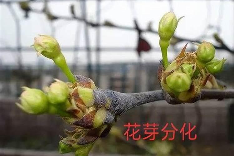 ...现在叶子已经很大了,想知道瓜藤上很细很细的小卷卷是什么~谢谢...