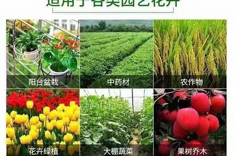 蓝莓叶子发黄干枯原因及解决方法