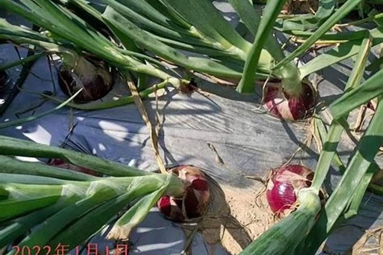 我种了=亩洋葱,我想绐它浇水施肥,不知啥时间浇适,请您给我说一下百 ...