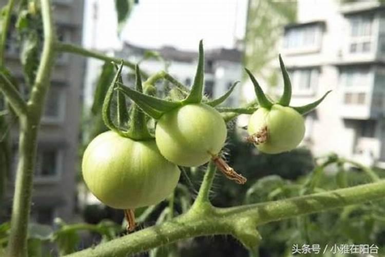 西红柿定后需要冲施几次生根剂？